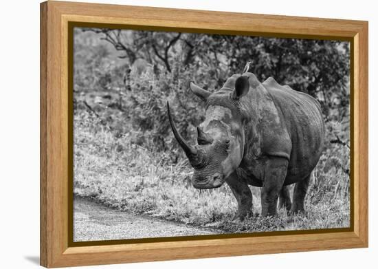 Awesome South Africa Collection B&W - Black Rhinoceros with Oxpecker III-Philippe Hugonnard-Framed Premier Image Canvas