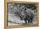 Awesome South Africa Collection B&W - Black Rhinoceros with Oxpecker III-Philippe Hugonnard-Framed Premier Image Canvas