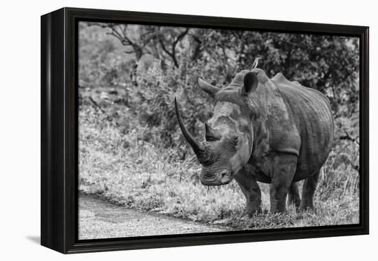 Awesome South Africa Collection B&W - Black Rhinoceros with Oxpecker III-Philippe Hugonnard-Framed Premier Image Canvas