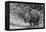 Awesome South Africa Collection B&W - Black Rhinoceros with Oxpecker III-Philippe Hugonnard-Framed Premier Image Canvas