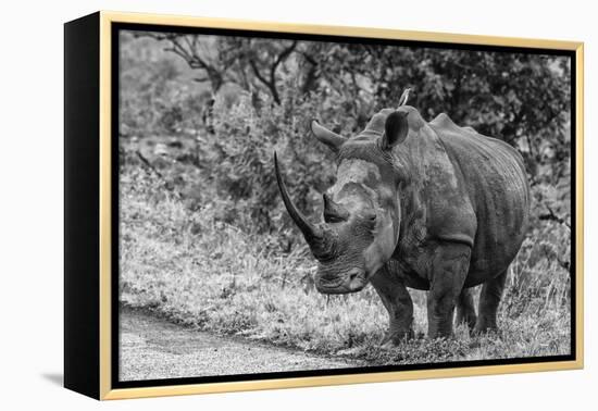 Awesome South Africa Collection B&W - Black Rhinoceros with Oxpecker III-Philippe Hugonnard-Framed Premier Image Canvas