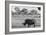 Awesome South Africa Collection B&W - Black Rhinoceros with Oxpecker-Philippe Hugonnard-Framed Photographic Print