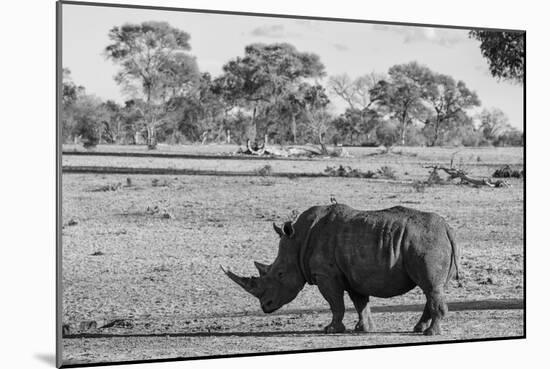 Awesome South Africa Collection B&W - Black Rhinoceros with Oxpecker-Philippe Hugonnard-Mounted Photographic Print