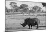 Awesome South Africa Collection B&W - Black Rhinoceros with Oxpecker-Philippe Hugonnard-Mounted Photographic Print