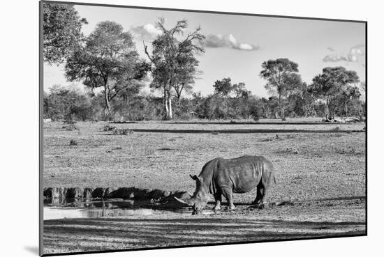 Awesome South Africa Collection B&W - Black Rhinoceros-Philippe Hugonnard-Mounted Photographic Print