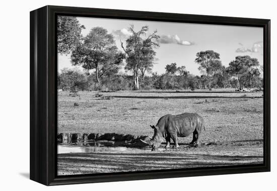 Awesome South Africa Collection B&W - Black Rhinoceros-Philippe Hugonnard-Framed Premier Image Canvas
