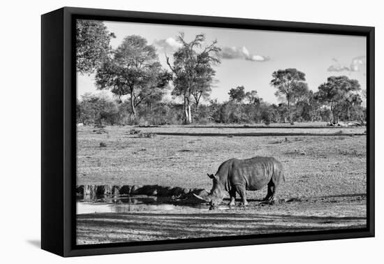 Awesome South Africa Collection B&W - Black Rhinoceros-Philippe Hugonnard-Framed Premier Image Canvas