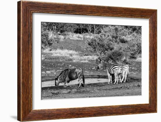 Awesome South Africa Collection B&W - Black Wildebeest and Two Zebras-Philippe Hugonnard-Framed Photographic Print