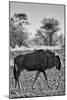 Awesome South Africa Collection B&W - Blue Wildebeest II-Philippe Hugonnard-Mounted Photographic Print