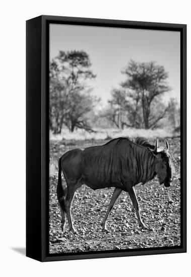 Awesome South Africa Collection B&W - Blue Wildebeest II-Philippe Hugonnard-Framed Premier Image Canvas