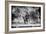 Awesome South Africa Collection B&W - Brown Hyena-Philippe Hugonnard-Framed Photographic Print