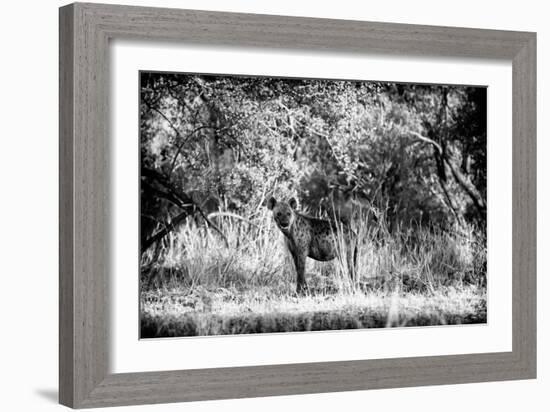 Awesome South Africa Collection B&W - Brown Hyena-Philippe Hugonnard-Framed Photographic Print
