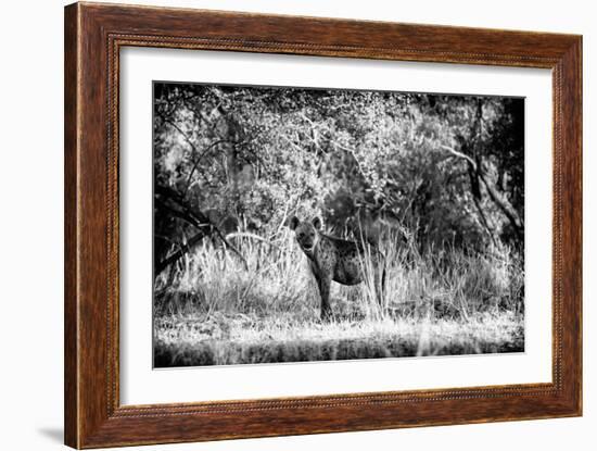 Awesome South Africa Collection B&W - Brown Hyena-Philippe Hugonnard-Framed Photographic Print