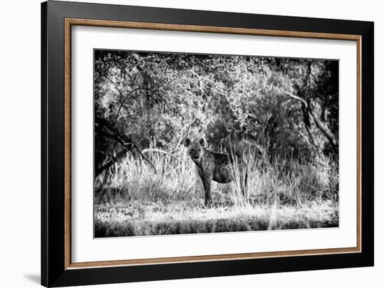 Awesome South Africa Collection B&W - Brown Hyena-Philippe Hugonnard-Framed Photographic Print