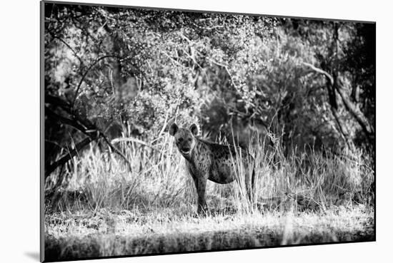 Awesome South Africa Collection B&W - Brown Hyena-Philippe Hugonnard-Mounted Photographic Print