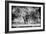 Awesome South Africa Collection B&W - Brown Hyena-Philippe Hugonnard-Framed Photographic Print