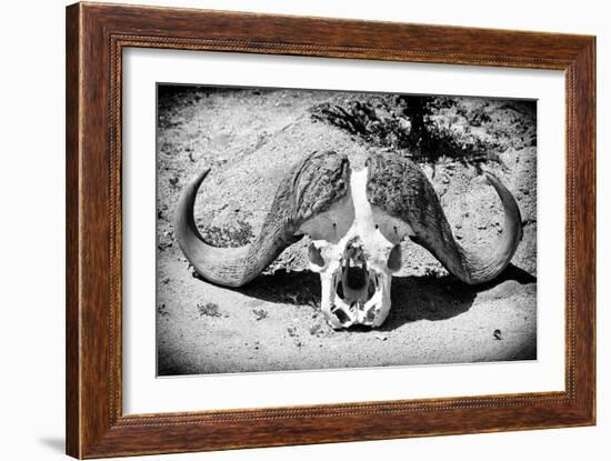 Awesome South Africa Collection B&W - Buffalo Skull in Savannah-Philippe Hugonnard-Framed Photographic Print