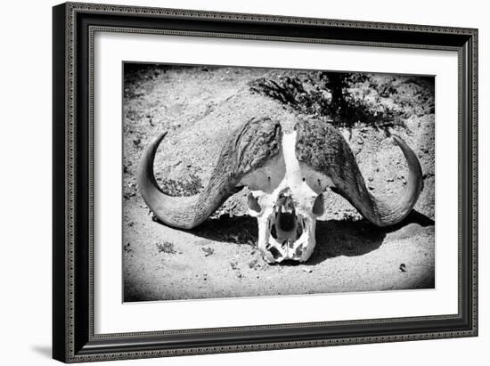 Awesome South Africa Collection B&W - Buffalo Skull in Savannah-Philippe Hugonnard-Framed Photographic Print