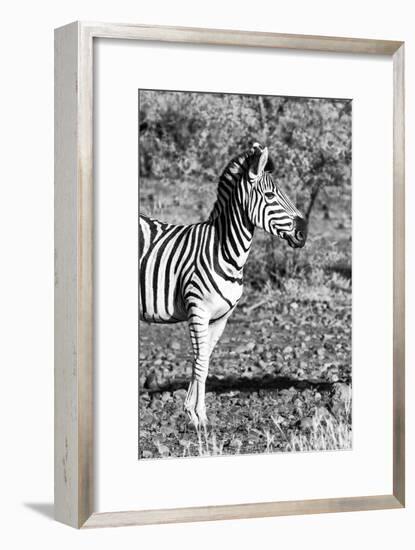 Awesome South Africa Collection B&W - Burchell's Zebra Portrait I-Philippe Hugonnard-Framed Photographic Print