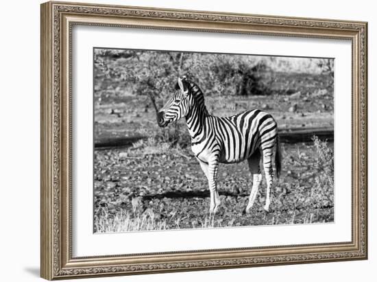 Awesome South Africa Collection B&W - Burchell's Zebra Portrait-Philippe Hugonnard-Framed Photographic Print