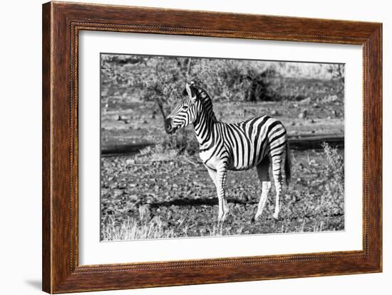 Awesome South Africa Collection B&W - Burchell's Zebra Portrait-Philippe Hugonnard-Framed Photographic Print