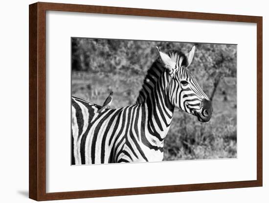 Awesome South Africa Collection B&W - Burchell's Zebra with Oxpecker III-Philippe Hugonnard-Framed Photographic Print