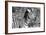 Awesome South Africa Collection B&W - Burchell's Zebra with Oxpecker III-Philippe Hugonnard-Framed Photographic Print