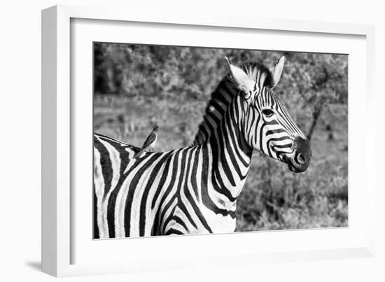 Awesome South Africa Collection B&W - Burchell's Zebra with Oxpecker III-Philippe Hugonnard-Framed Photographic Print