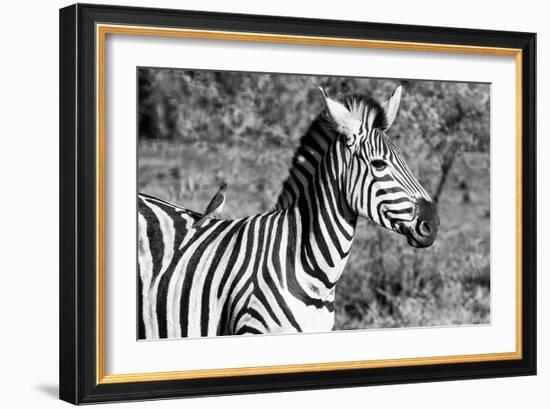 Awesome South Africa Collection B&W - Burchell's Zebra with Oxpecker III-Philippe Hugonnard-Framed Photographic Print