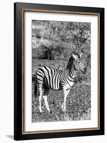 Awesome South Africa Collection B&W - Burchell's Zebra with Oxpecker IV-Philippe Hugonnard-Framed Photographic Print