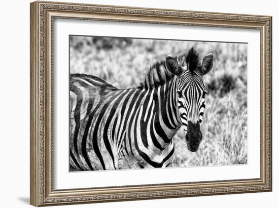 Awesome South Africa Collection B&W - Close-up of Burchell's Zebra II-Philippe Hugonnard-Framed Photographic Print