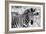 Awesome South Africa Collection B&W - Close-up of Burchell's Zebra II-Philippe Hugonnard-Framed Photographic Print