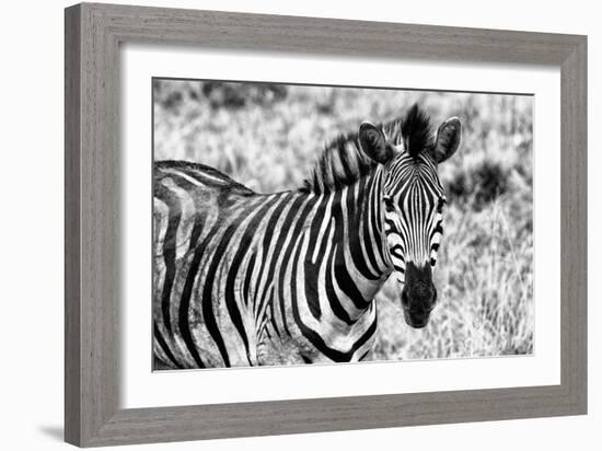 Awesome South Africa Collection B&W - Close-up of Burchell's Zebra II-Philippe Hugonnard-Framed Photographic Print