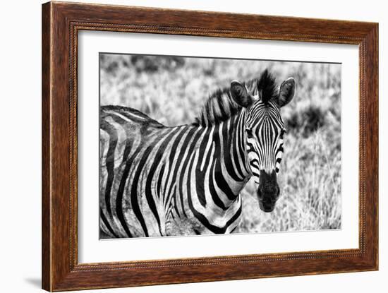 Awesome South Africa Collection B&W - Close-up of Burchell's Zebra II-Philippe Hugonnard-Framed Photographic Print