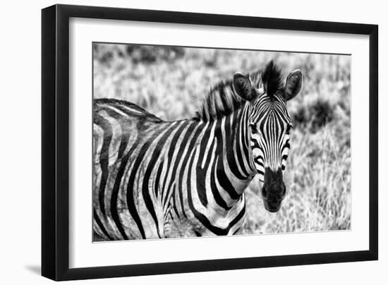 Awesome South Africa Collection B&W - Close-up of Burchell's Zebra II-Philippe Hugonnard-Framed Photographic Print