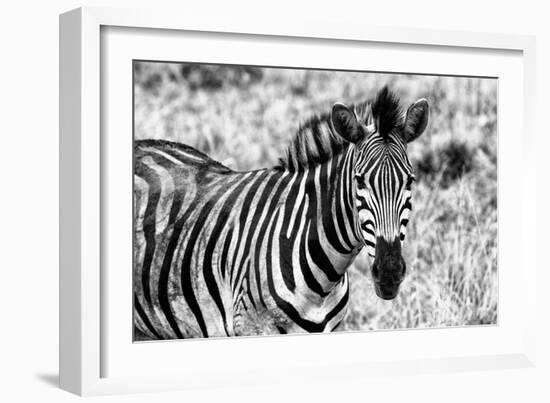 Awesome South Africa Collection B&W - Close-up of Burchell's Zebra II-Philippe Hugonnard-Framed Photographic Print