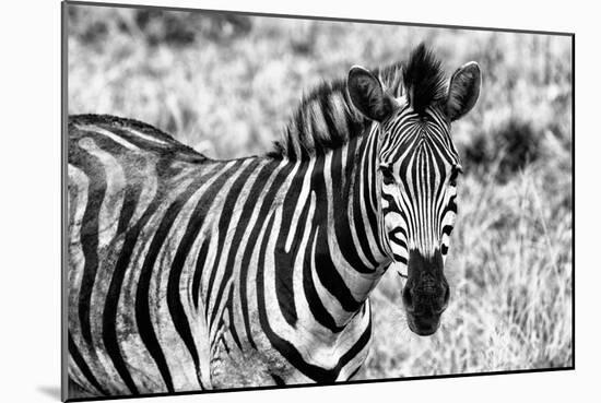 Awesome South Africa Collection B&W - Close-up of Burchell's Zebra II-Philippe Hugonnard-Mounted Photographic Print