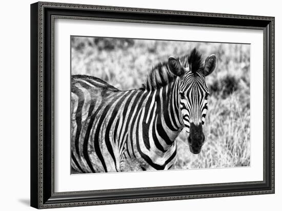 Awesome South Africa Collection B&W - Close-up of Burchell's Zebra II-Philippe Hugonnard-Framed Photographic Print