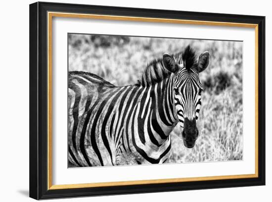 Awesome South Africa Collection B&W - Close-up of Burchell's Zebra II-Philippe Hugonnard-Framed Photographic Print