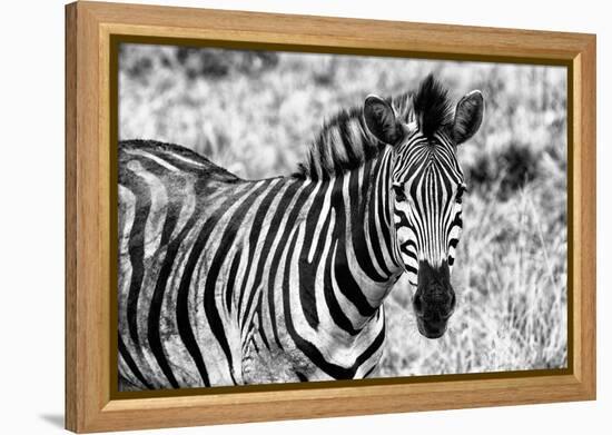 Awesome South Africa Collection B&W - Close-up of Burchell's Zebra II-Philippe Hugonnard-Framed Premier Image Canvas