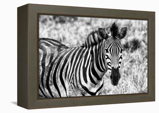 Awesome South Africa Collection B&W - Close-up of Burchell's Zebra II-Philippe Hugonnard-Framed Premier Image Canvas