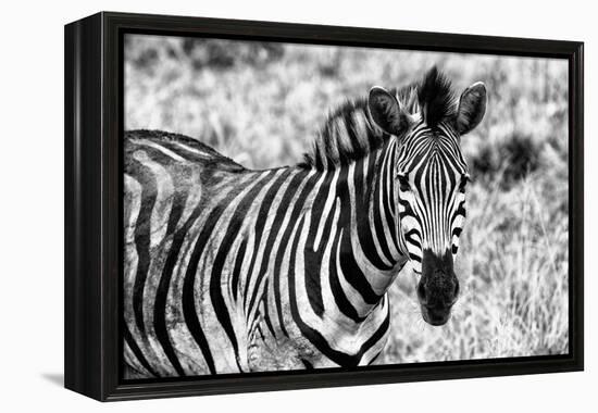 Awesome South Africa Collection B&W - Close-up of Burchell's Zebra II-Philippe Hugonnard-Framed Premier Image Canvas