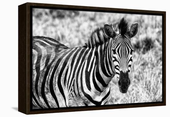 Awesome South Africa Collection B&W - Close-up of Burchell's Zebra II-Philippe Hugonnard-Framed Premier Image Canvas