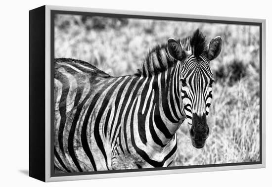 Awesome South Africa Collection B&W - Close-up of Burchell's Zebra II-Philippe Hugonnard-Framed Premier Image Canvas