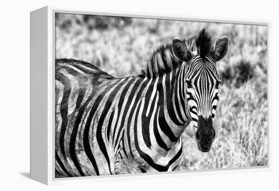 Awesome South Africa Collection B&W - Close-up of Burchell's Zebra II-Philippe Hugonnard-Framed Premier Image Canvas