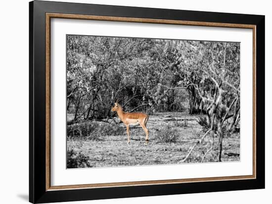 Awesome South Africa Collection B&W - Close-up of Impala-Philippe Hugonnard-Framed Photographic Print