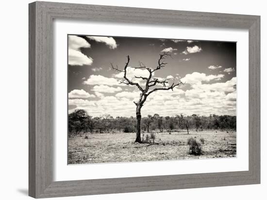 Awesome South Africa Collection B&W - Dead Tree in the African Savannah-Philippe Hugonnard-Framed Photographic Print