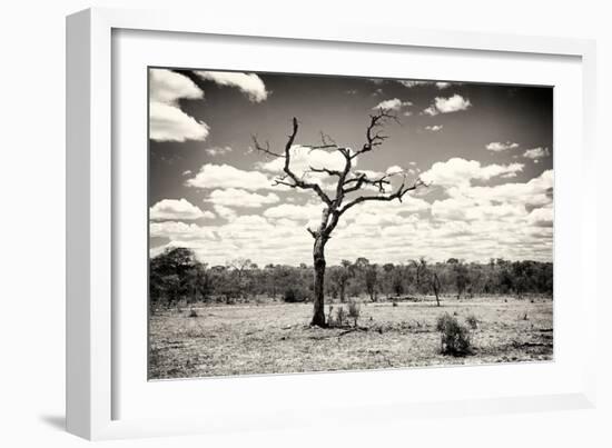 Awesome South Africa Collection B&W - Dead Tree in the African Savannah-Philippe Hugonnard-Framed Photographic Print