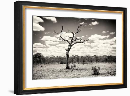 Awesome South Africa Collection B&W - Dead Tree in the African Savannah-Philippe Hugonnard-Framed Photographic Print