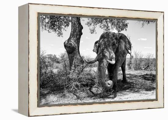 Awesome South Africa Collection B&W - Elephant I-Philippe Hugonnard-Framed Premier Image Canvas